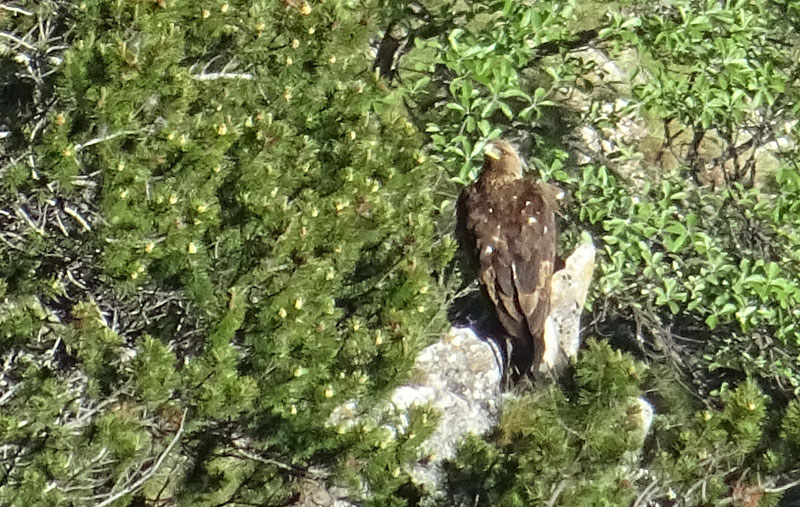 Aquila appostata......